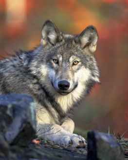 nature animal wolf wilderness